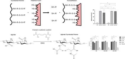 Design and in vitro evaluation of thiolated alginates with N-acetyl-L-cysteine/L-cysteine substructures - ScienceDirect