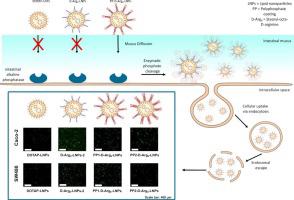 Alkaline phosphatase-triggered charge converting lipid nanoparticles: An innovative approach for oral nucleic acid delivery - ScienceDirect