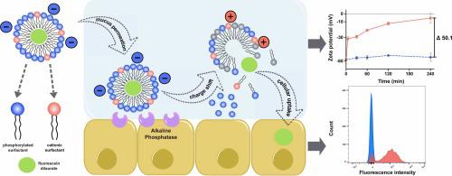 Surface charge shifting mixed micelles to overcome intestinal drug delivery barriers - ScienceDirect