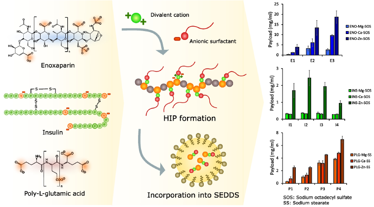 Hydrophobic ion pairing: lipophilicity improvement of anionic macromolecules by divalent cation mediated complex formation - Drug Delivery and Tran…