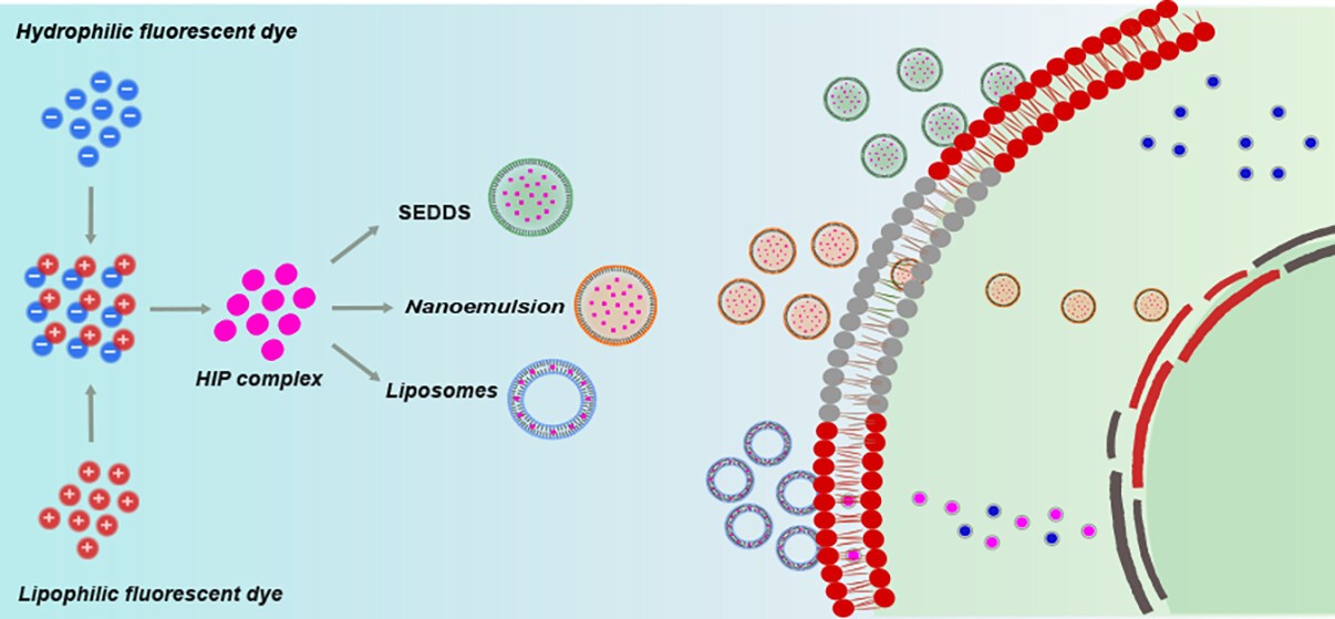 Intracellular Fate of a Dual-Fluorescent Hydrophobic Ion Pair: Comparison of Lipid-Based Nanocarriers