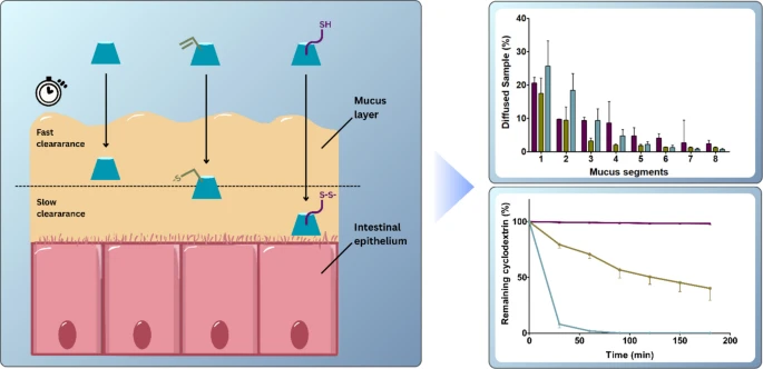 Comparative study of thiolated and alkenylated functionalized β-CDs as highly mucopenetrating and mucoadhesive drug delivery systems