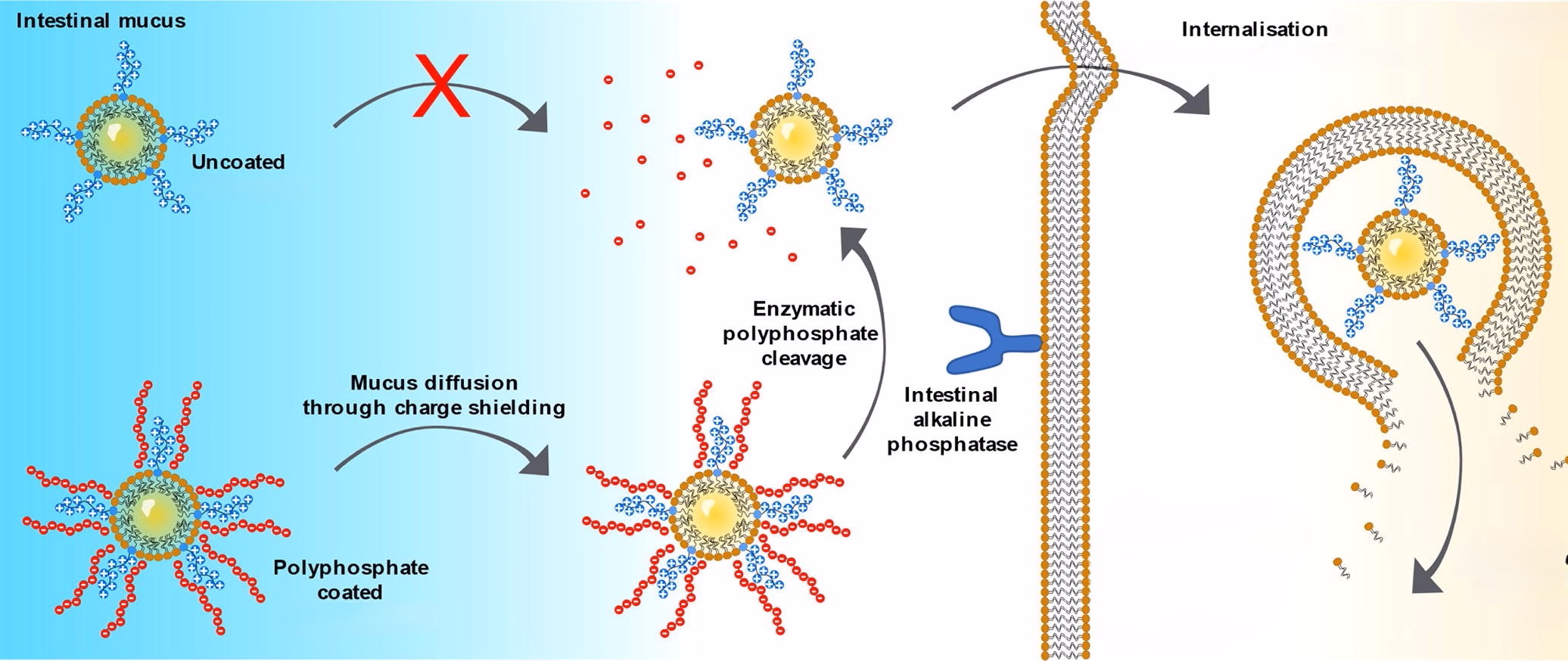 Charge-converting Nanocarriers for Drug Delivery
